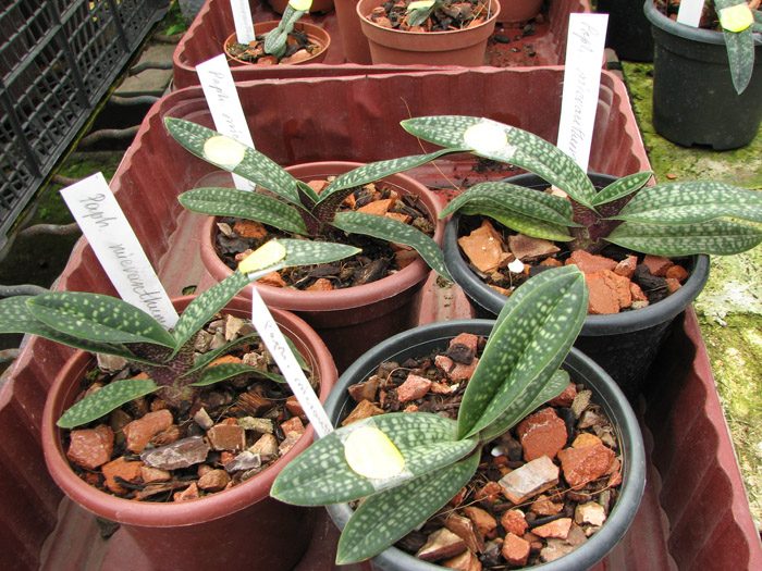 Paphiopedilum micranthum.jpg