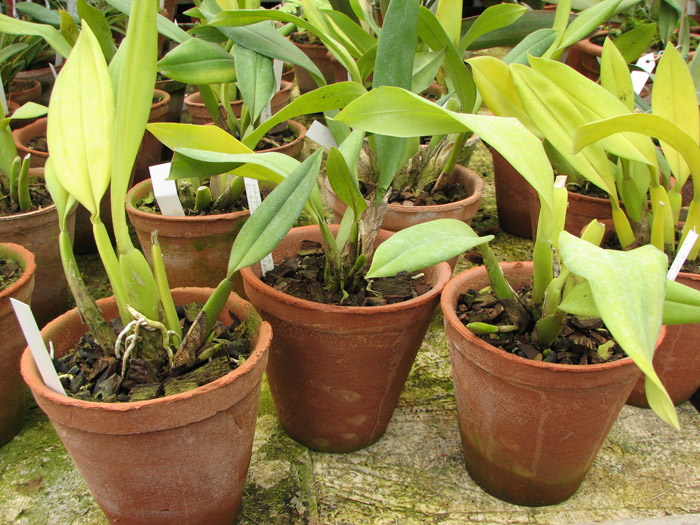 Trichopillia Senne Star (tortilis 'large' x turialbae 'alpha').jpg