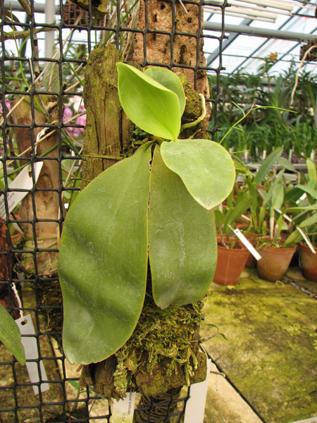 Phalaenopsis amboinensis.jpg