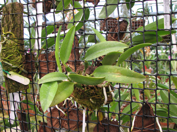 Laelia dayana coerulea 'Chojamaru' x SELF.jpg
