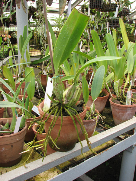 Laelia anceps.jpg