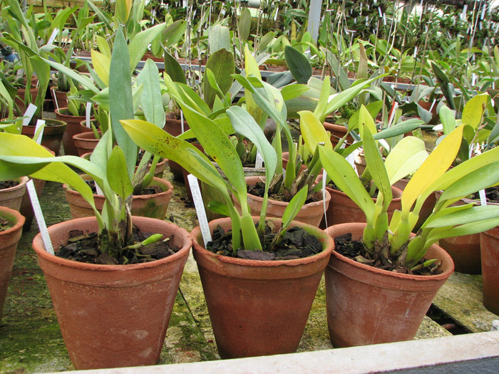 Trichopillia Senne Star (tortilis 'large' x turialbae 'alpha').jpg