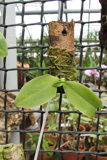 Phalaenopsis zebrina.jpg