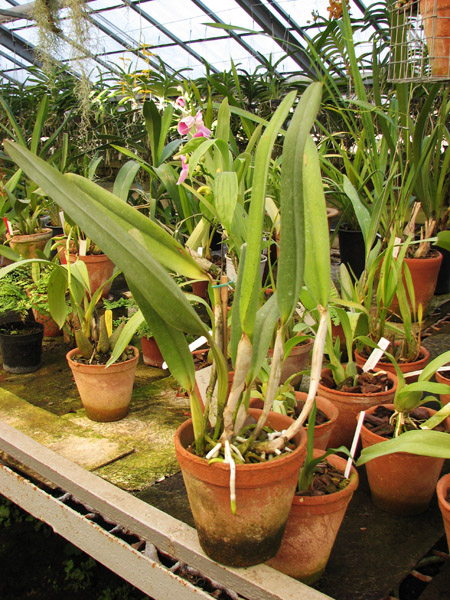 Laelia lobata coerulea.jpg