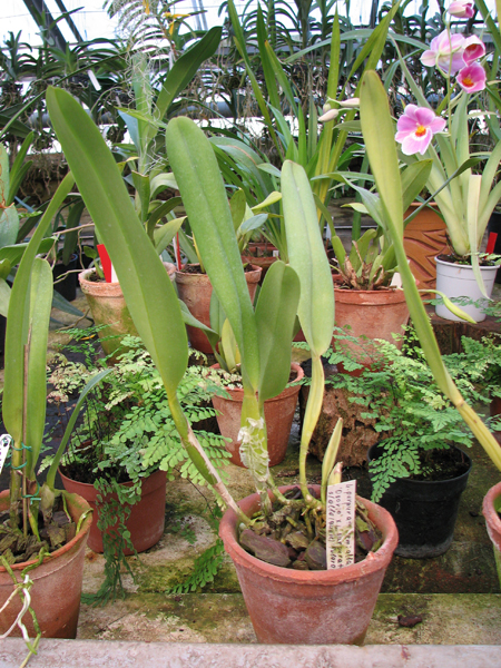 Laelia purpurata semi alba (quase) 'Osorio' × Laelia purpurata semi alba (quase) 'Tubarao'.jpg