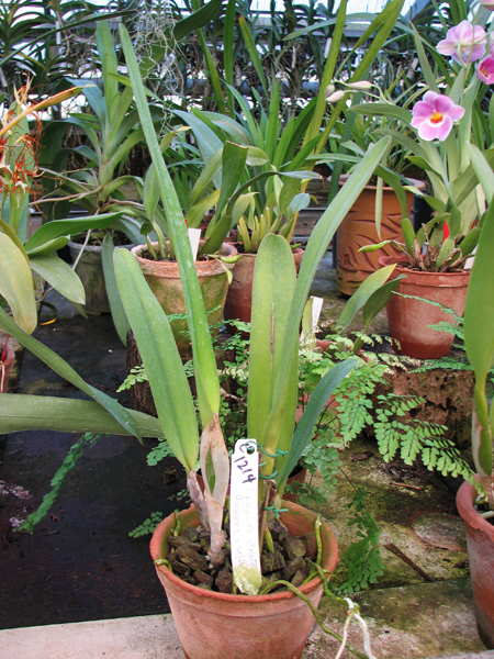 Laelia purpurata striata 'Hsinying'.jpg