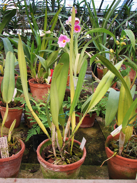 Laelia purpurata Seideliana sanguinea.jpg