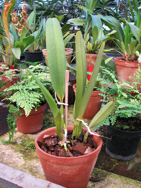 Laelia purpurata werkhauseri x Laelia purpurata werkhauseri.jpg