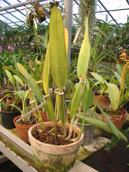 Laelia lobata var alba plena.jpg