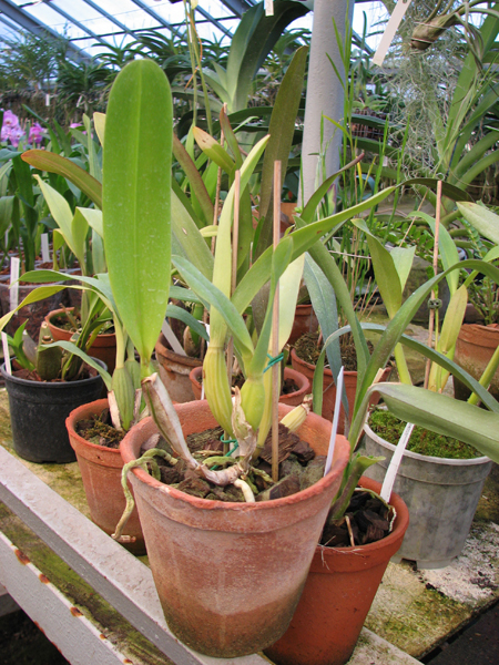 Laelia lobata alba.jpg