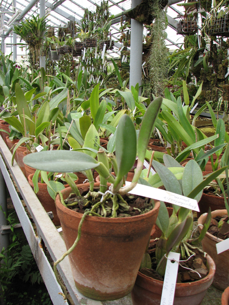 Rhyncholaelia glauca.jpg