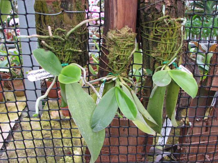 Phalaenopsis lueddemanniana.jpg