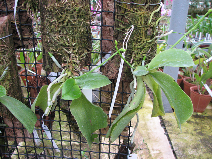 Phalaenopsis pulchra.jpg