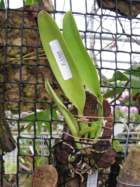 Cattleya dowiana rosea x self.jpg