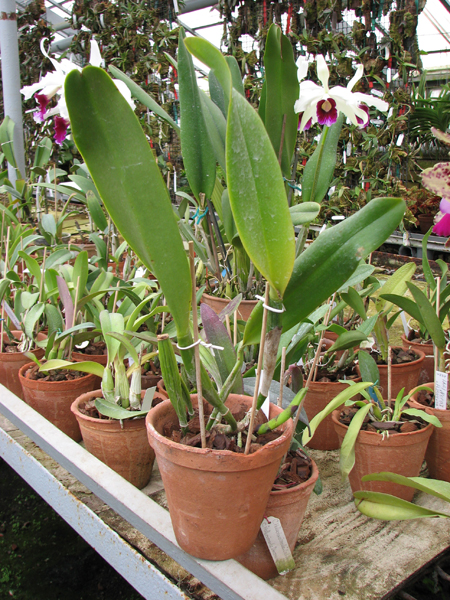 Brassolaeliocattleya Herons Roon 'Grape Land'.jpg