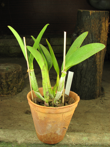 Laeliocattleya Nora's Melody 'Hsinying' (Love Knot x Little Dipper).jpg