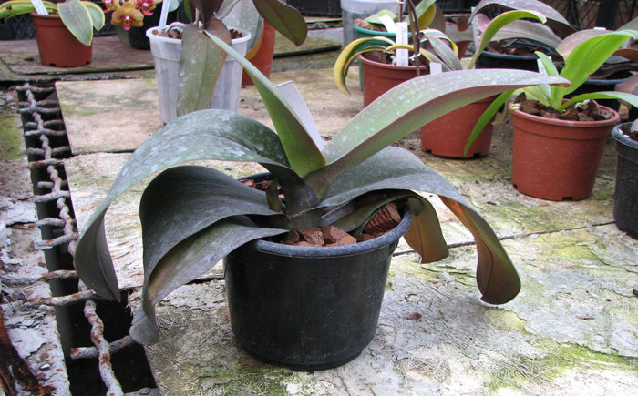 Doritaenopsis Leopard Prince 'Sogo'.jpg