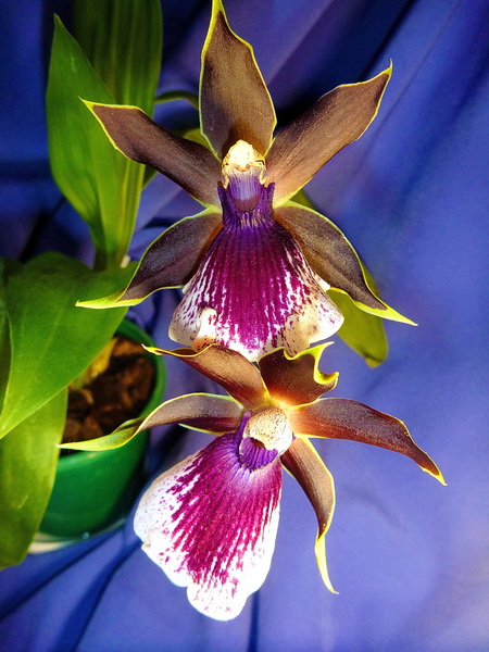 P1010625-1_новый размер.jpg