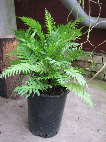 Blechnum gibbum.jpg