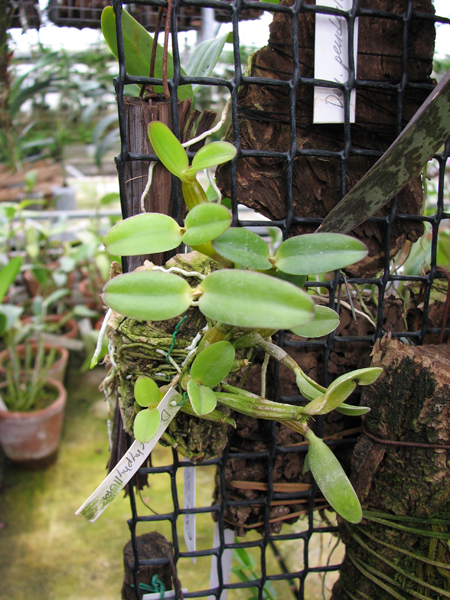 Dendrobium pachyphyllum.jpg