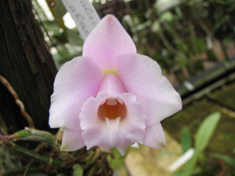 Laelia alaori escura II x Laelia alaori escura I.jpg