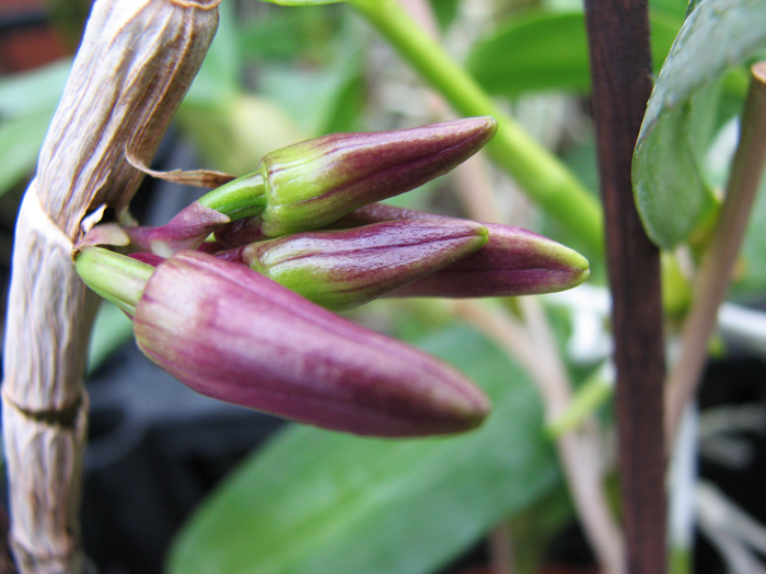 Dendrobium victoriae reginae.jpg