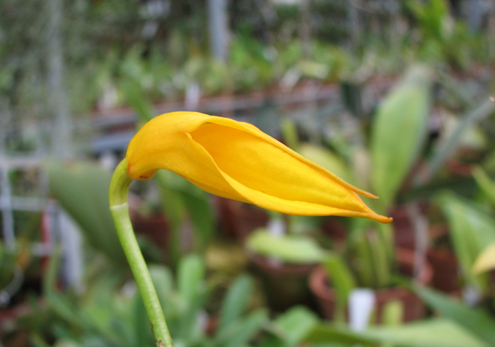 Masdevallia davisii.jpg