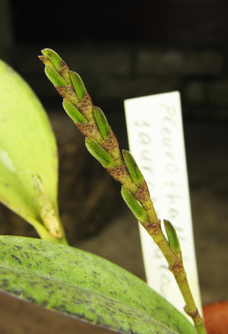 Pleurothallis saurocephala.jpg