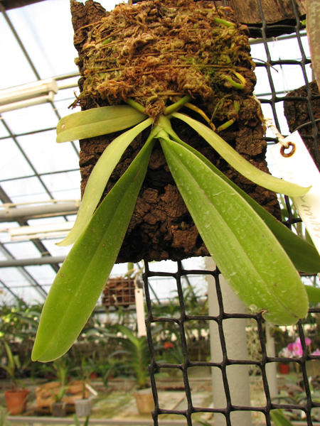 Phalaenopsis bellina x cornu cervi thalebanii 'Dark Red'.jpg