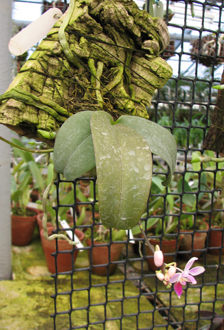 Phalaenopsis equestris var leucotanthe.jpg