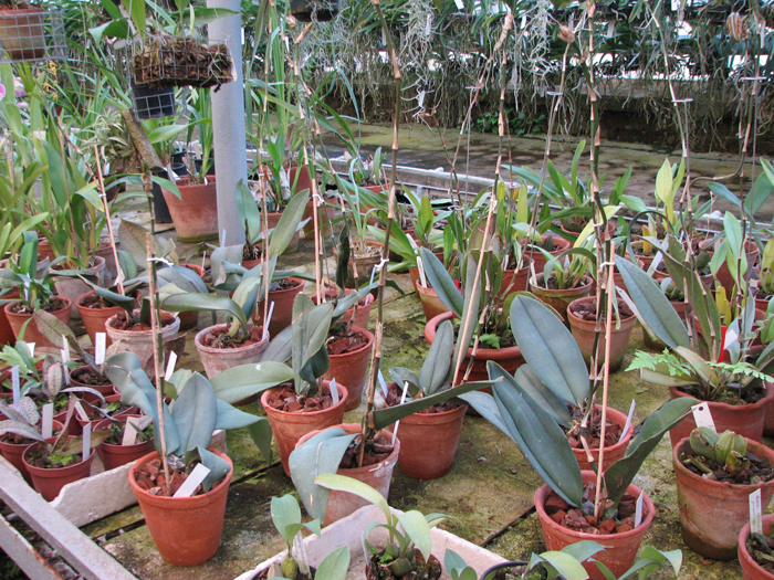 Psychopsis Kalihii 'Big'.jpg