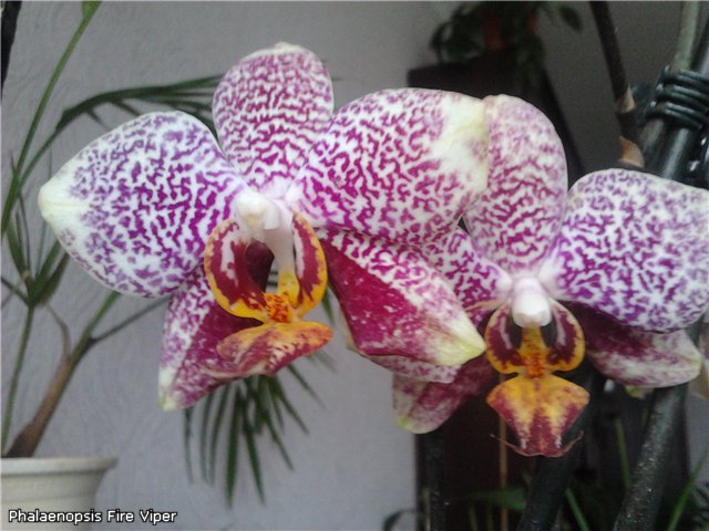 Phalaenopsis Fire Viper.jpg