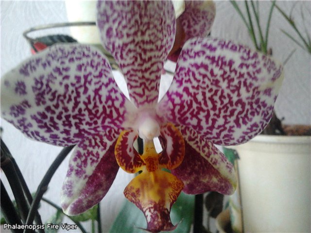 Phalaenopsis Fire Viper 2.jpg