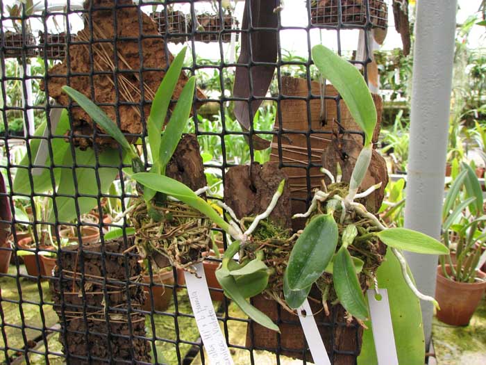 Laelia pumila alba 'HI' х Laelia pumila coerulea 'Violeta'.jpg