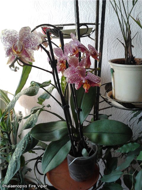 Phalaenopsis Fire Viper