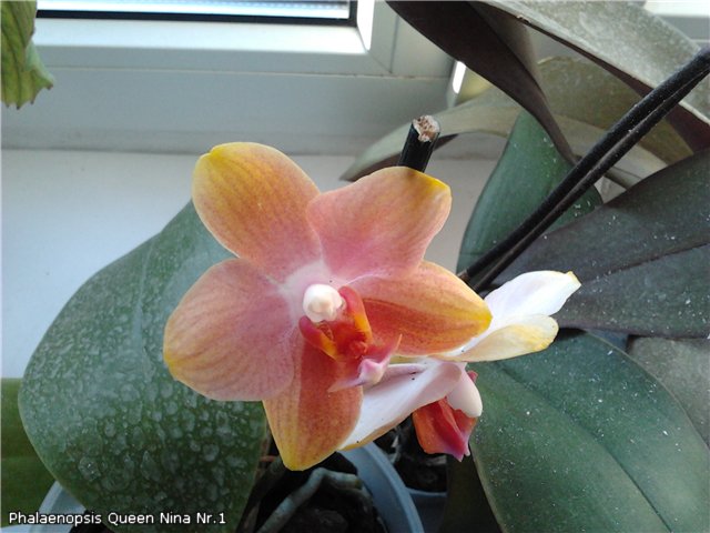 Phalaenopsis Queen Nina Nr.1