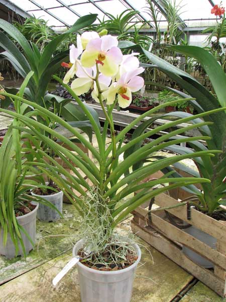Vanda Merv L Velthuis x Ascocenda Butterfly.jpg