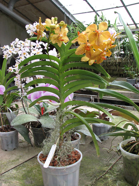 Vanda Kultana Gold x Vanda tessellata.jpg