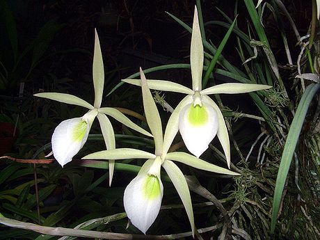 Фото орхидеи Brassavola flagellaris