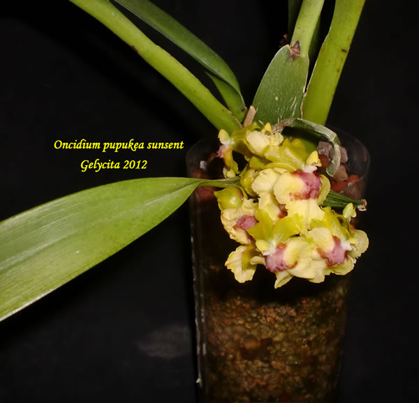 Oncidium pupukea sunsent.jpg