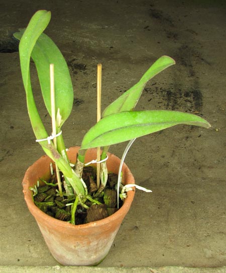 Potinara Chief Free 'Happy Tuesday'.jpg