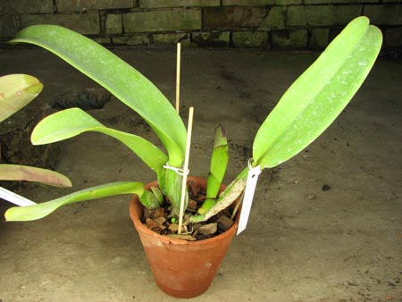 Brassolaeliocattleya Kuwale Gem 'Shin Shin' (Bc. Segundina Vizcarra x Lc.jpg