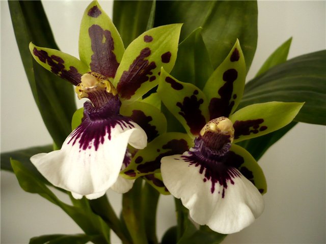 зигушка зелений.jpg