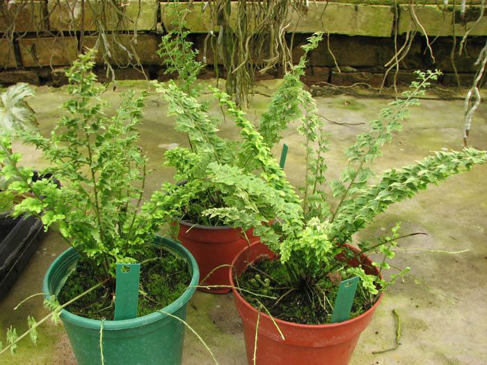 Nephrolepis cordifolia II.jpg