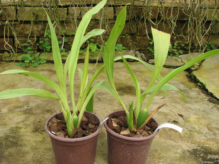 Zygopetalum Barbel Hohn.jpg