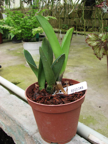 Prosrhyncholeya Chief Green River.jpg