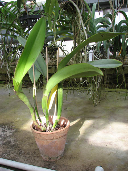 Brassolaeliocattleya Taiwan Queen 'Golden Monkey'.jpg