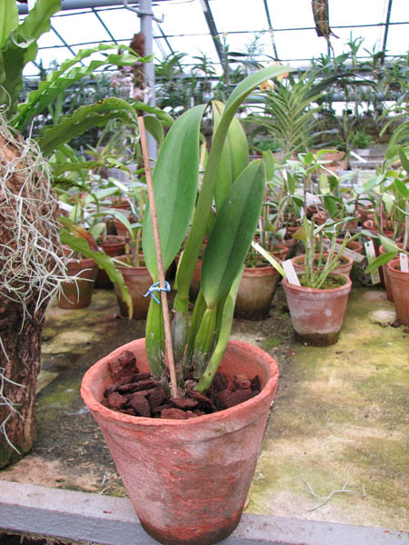 Brassocattleya Chief Pink 'Diana'.jpg