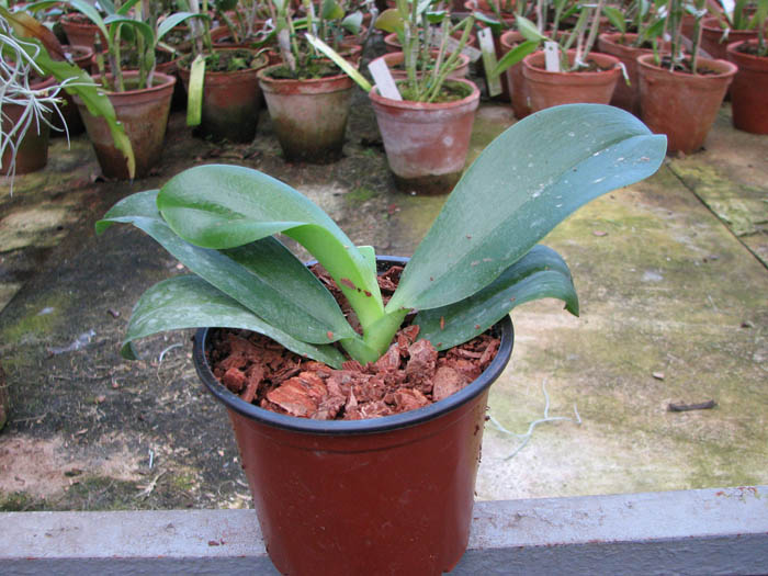 Doritaenopsis Sogo Sweet 'Sogo' x Phalaenopsis Joy Spring Canary 'Japan Peach'.jpg