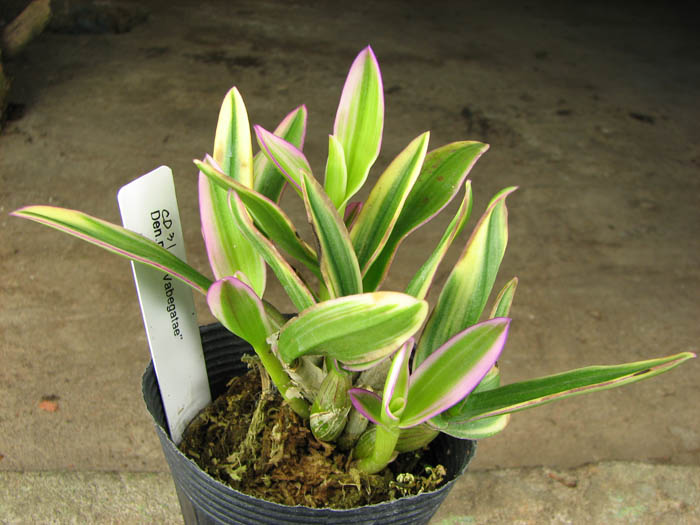Dendrobium phalaenopsis mini 'Variegated leaf'.jpg